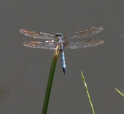 [The light glints off the segments of the wings giving them an irridescent appearance as this light blue dragonfly with a black tip perches at the top of a wide blade of green grass.]